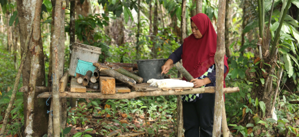  Bäuerin erntet Naturkautschuk im Wald (Indonesien).