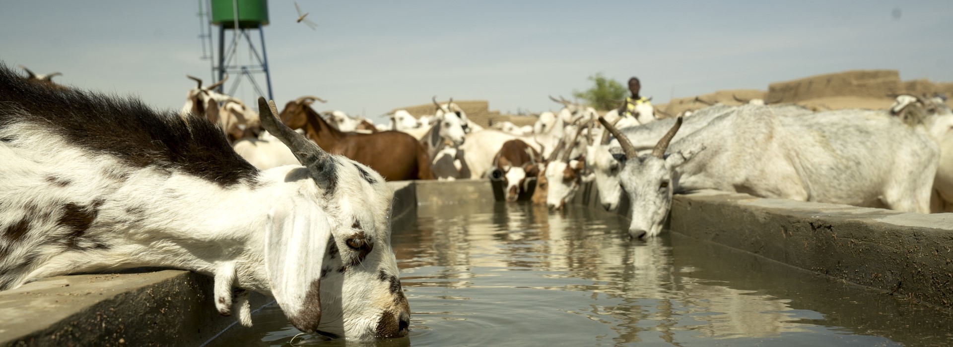 Ziegen trinken aus einem Wasserbecken, im Hintergrund steht ein grüner Wassertank.