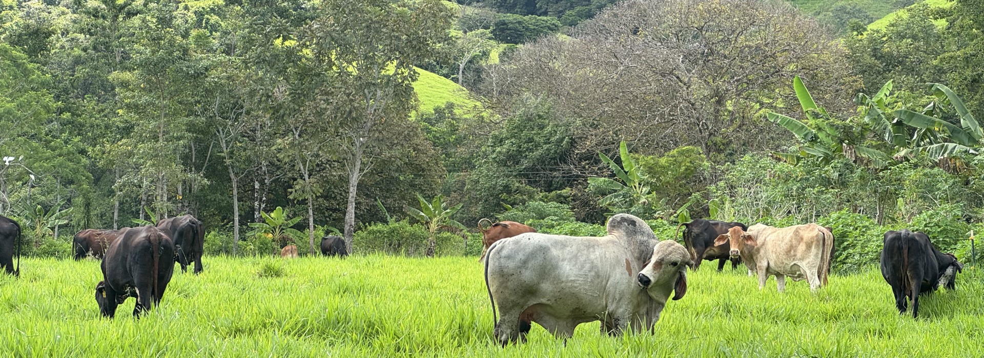 Weide im Amazonas mit Rindern.