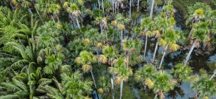  Luftaufnahme eines Naturwaldes im Amazonas.