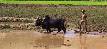 Ein Mann pflügt ein Feld mit einem Ochsen, der kräftig vor ihm zieht und die Erde auflockert.