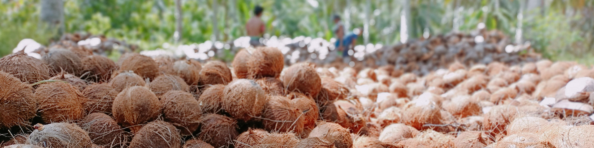 A pile of de-husked coconuts in the foreground. In the background green coconut trees and three farm workers labour in between.