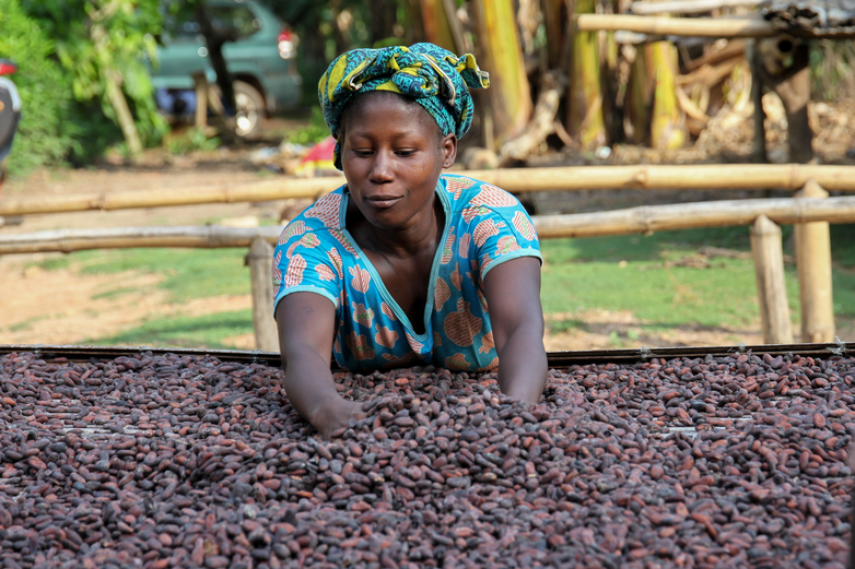 A smallholder woman farmer in Côte d'Ivoire spreads cocoa beans out to dry on a platform.