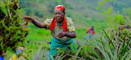 A farmer's wife throws plant remains onto a field.