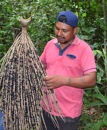 A farmer harvesting açaí berries.