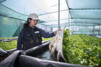 Trabajadoras y trabajadores haciendo calzado de cuero.