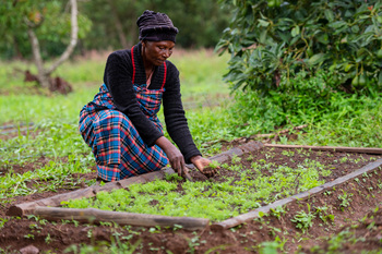 Une agricultrice travaille dans un champ de légumes.