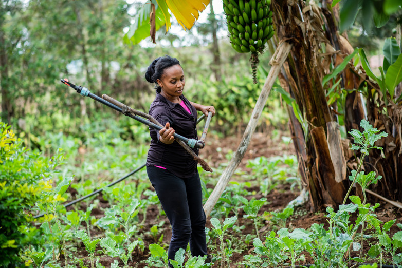 A farmer moving an irrigation system on a field.