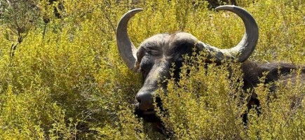 A buffalo stands in bushy vegetation.