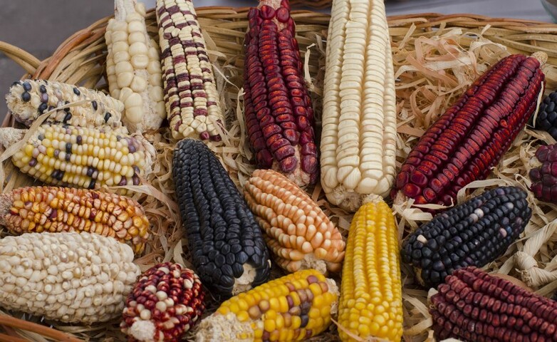 Una cesta llena de coloridas mazorcas de maíz nativo, de diversas variedades, que pone de manifiesto la biodiversidad agrícola.