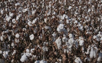 Rows of cotton plants are stretching across the landscape.