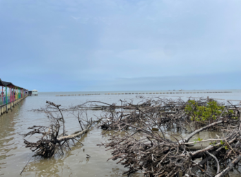 One of the damaged mangrove areas in Central Java.