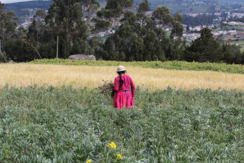 A farmer collects plants in an Andean landscape.