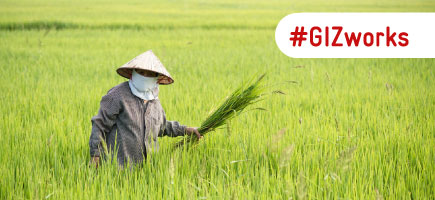 A rice farmer in traditional dress stands in a green rice field in Thailand and holds rice plants.