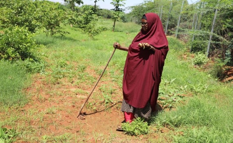 A female lead farmer managing a fruits and vegetables demonstration farm in East Burtinle, Puntland, Somalia.