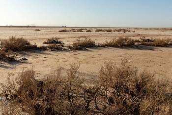 Desert with sparse low bushes