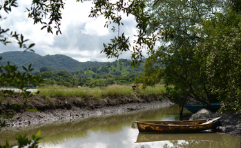 Mangrove forest with small boats on a river