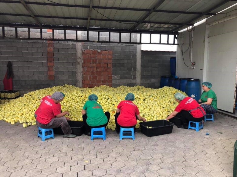 People with caps are sitting on small stools in a storage room, working on a heap of yellow crops for pickling.