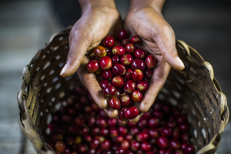 Two hands scoop ripe coffee beans from a basket.