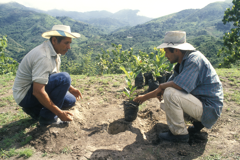 Two farmers planting young trees for reforestation.