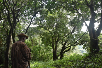 A man in a rainforest near Kpalimé, Togo.