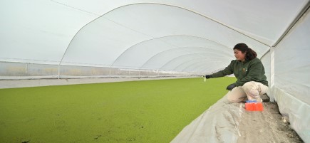 Duckweed grows in the pool, a woman kneels next to it with a sample ampoule in her hand.