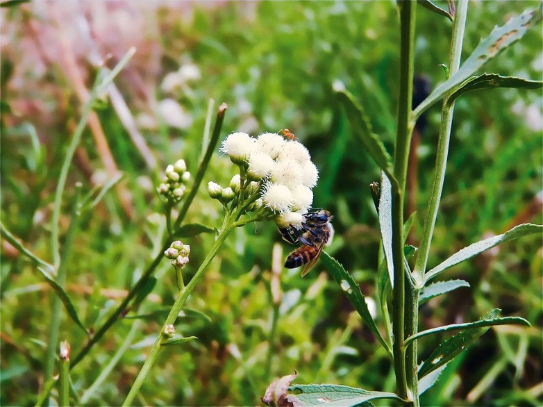 A bee pollinates a white flower.