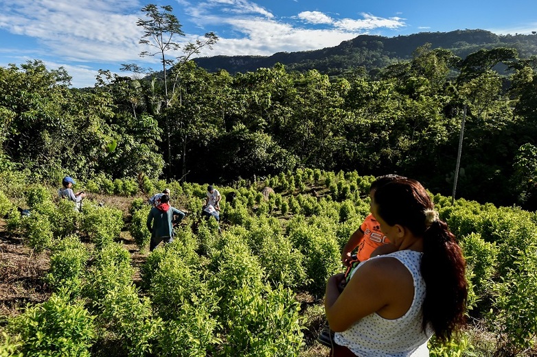 People work in a green field in the midst of a dense forest, with a sunny sky and wooded hills in the background.