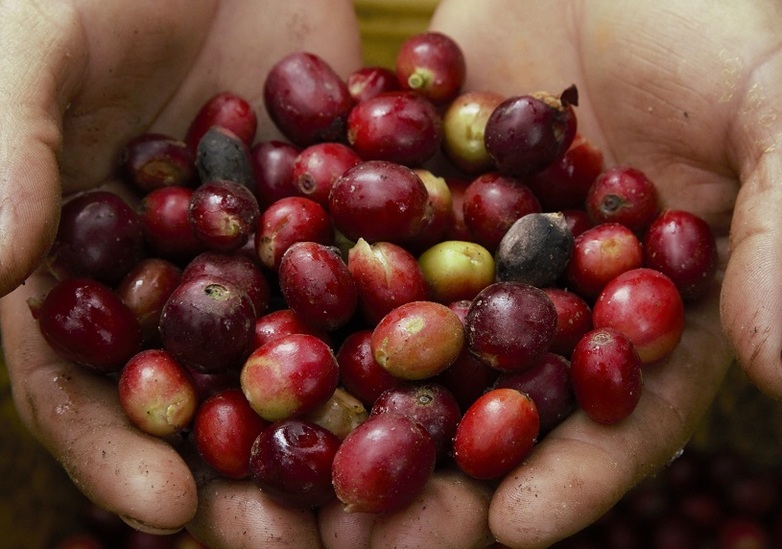 Dos manos con frutos de café.