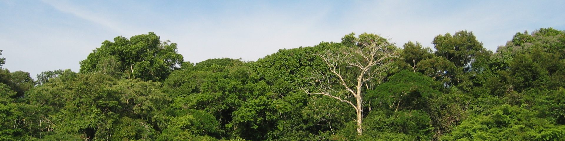 The Quiquibey River flows through the forests of the Amazon region in Bolivia.