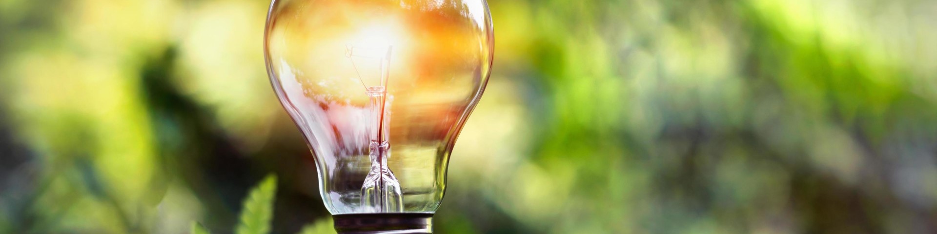 A lightbulb resting on moss, symbolising sustainable innovation and eco-friendly solutions.