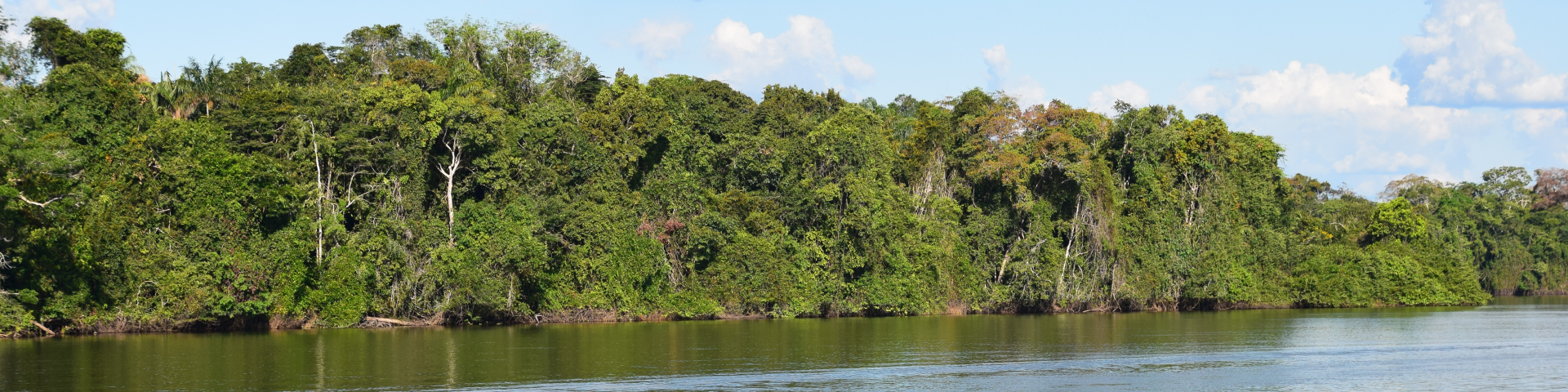 A forest next to water.