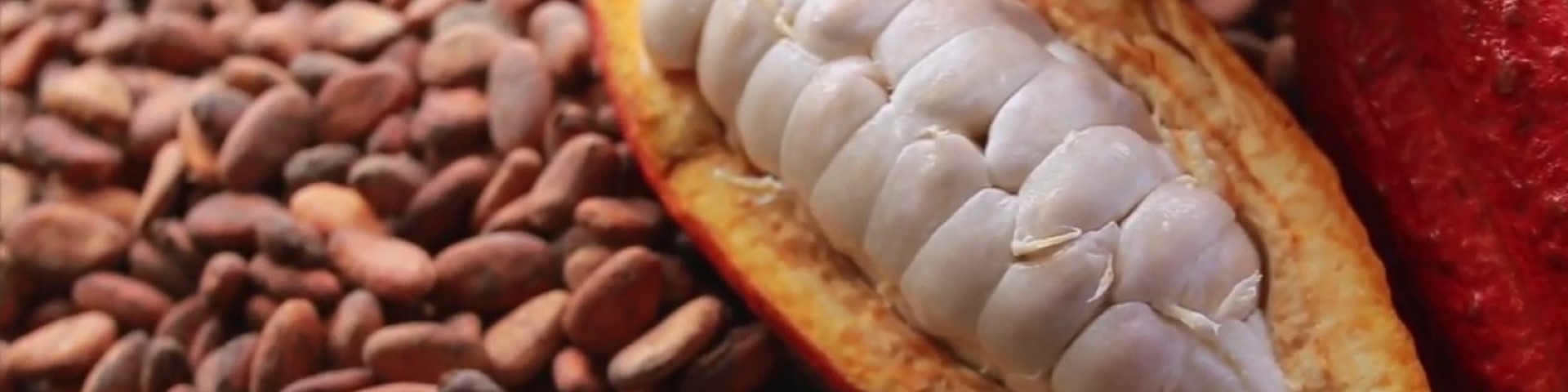 A split cacao pod with a bright red exterior and yellow interior reveals large, white seeds, surrounded by dry, dark brown cacao beans.