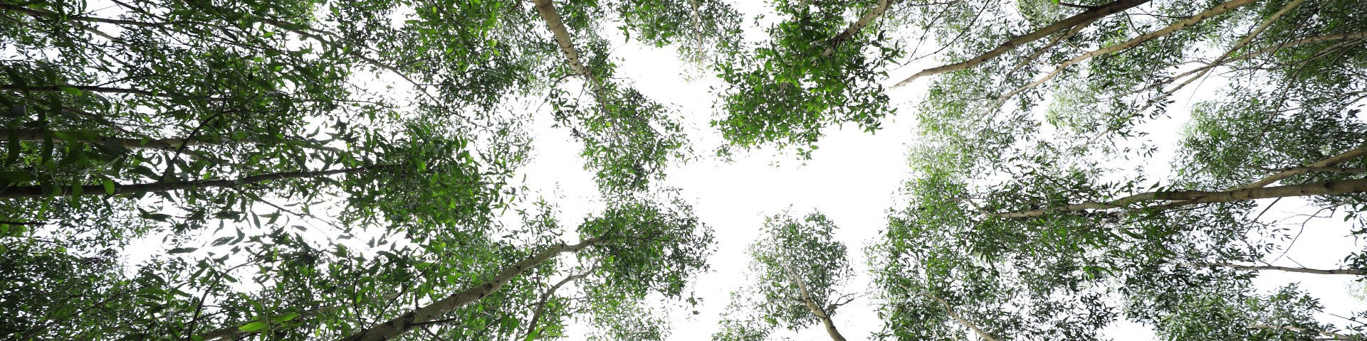 A view of tall green trees from below, showing their leafy canopy against a bright sky.