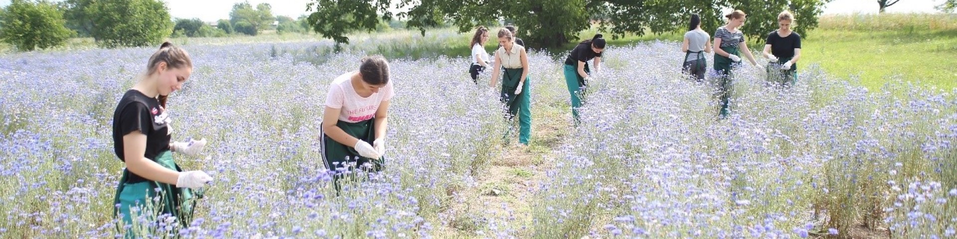 A group of people is working in a field of flowers, harvesting medicinal and aromatic plants.