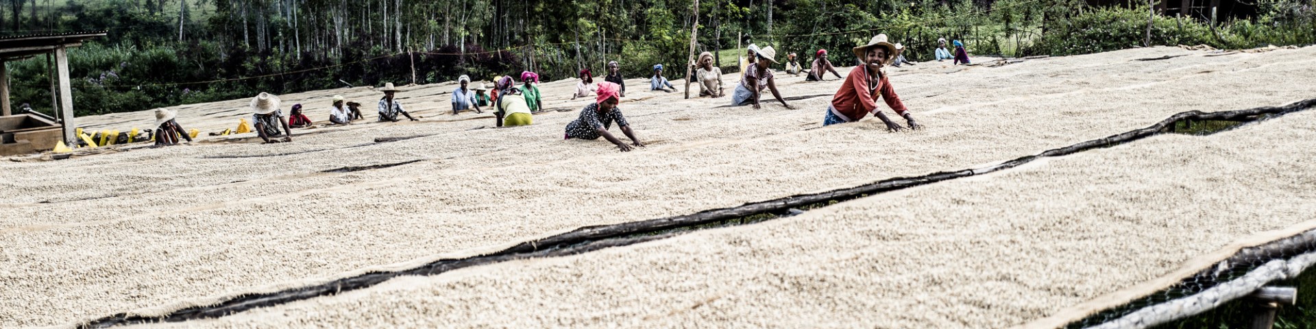 Smallholder women farmers in Ethiopia spread coffee beans out to dry on a platform.