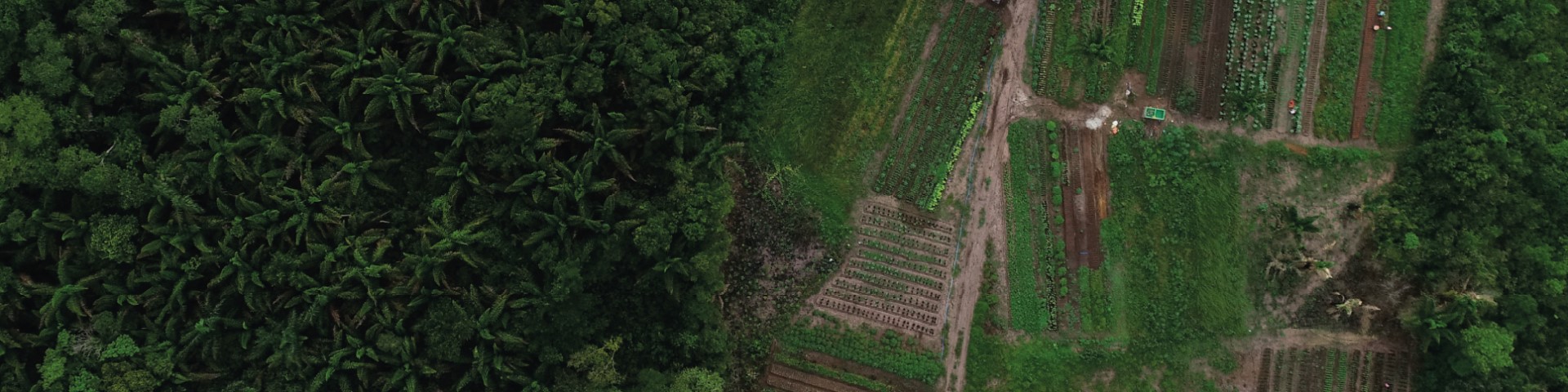 Vista aérea de área rural na floresta amazônica, localizada no estado de Rondônia.