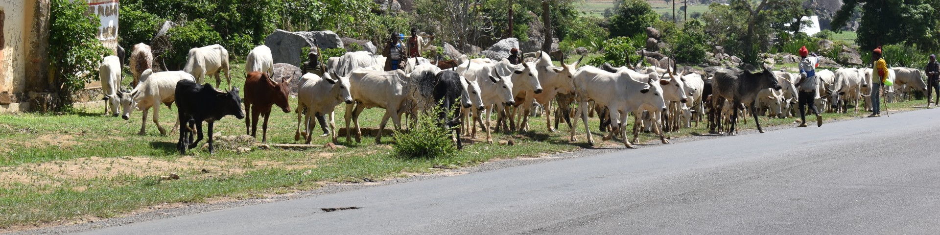 A group of herders leading cattle on open grazing along a rural road, with green hills and scattered trees in the background.