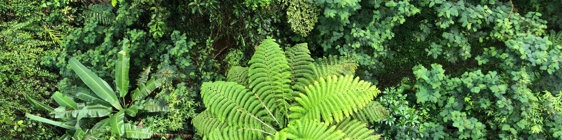 A vibrant aerial view of a dense tropical forest canopy featuring lush green vegetation, including ferns and banana trees.