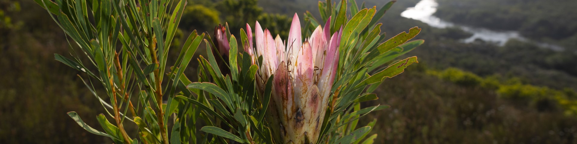 A pink flower, in the background is a green landscape with a river