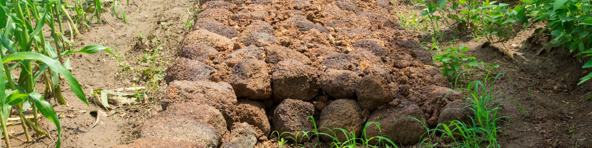 A dike constructed on a cultivated field.