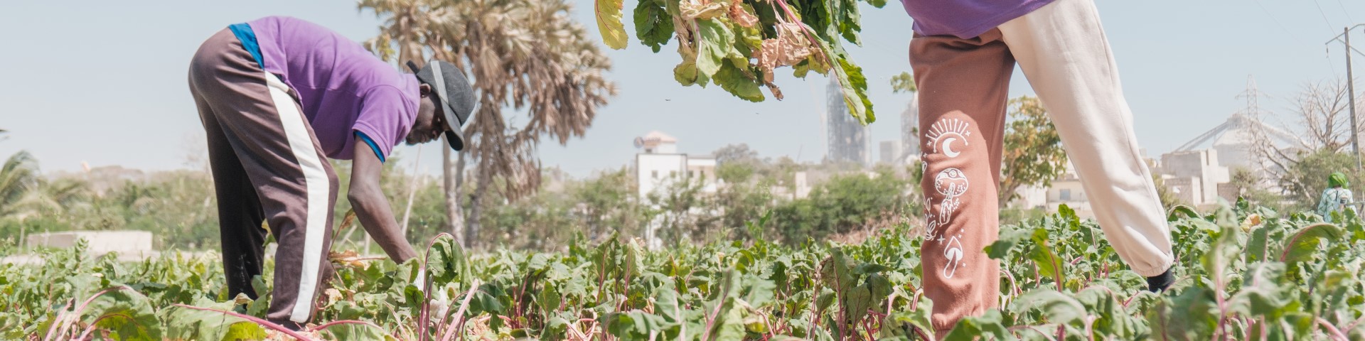 Two people are working in a field, with plants and buildings in the background.