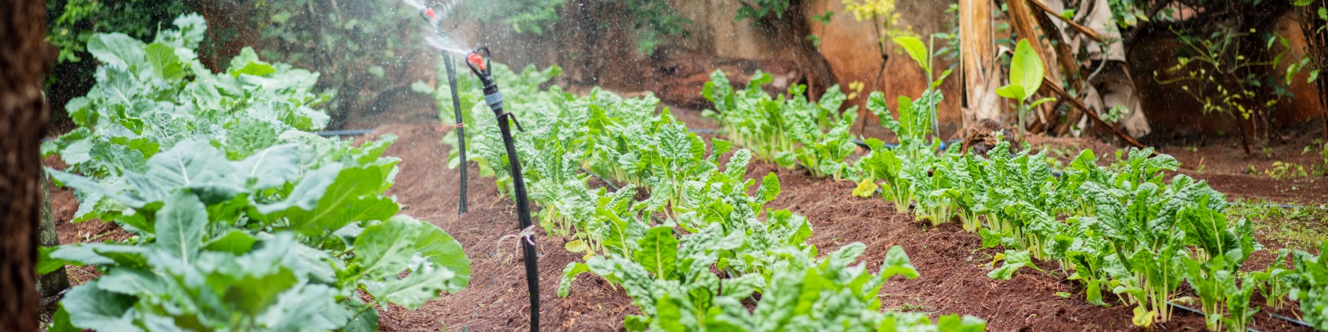 An irrigation system on a vegetable patch.