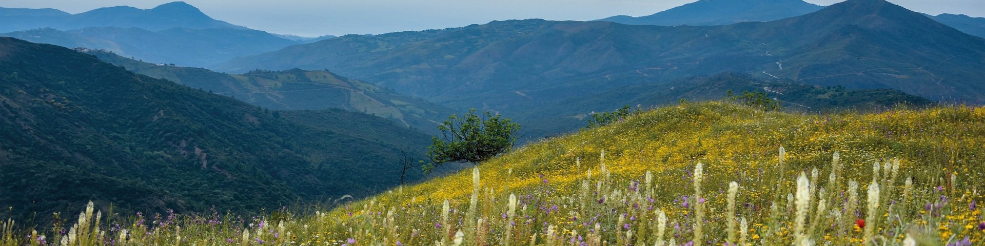 Vue sur un paysage montagneux et verdoyant