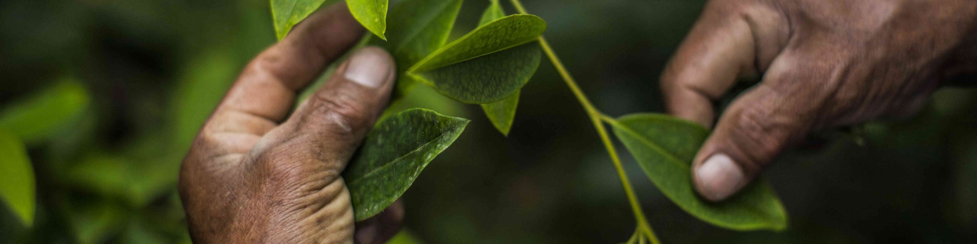 Rough hands hold a green twig with leaves, surrounded by dense vegetation in the background. Close-up with a focus on the details.