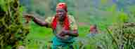 A farmer's wife throws plant remains onto a field.