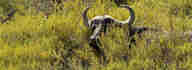 A buffalo stands in bushy vegetation.