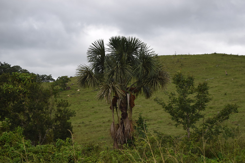 A green Amazon landscape north of La Paz.