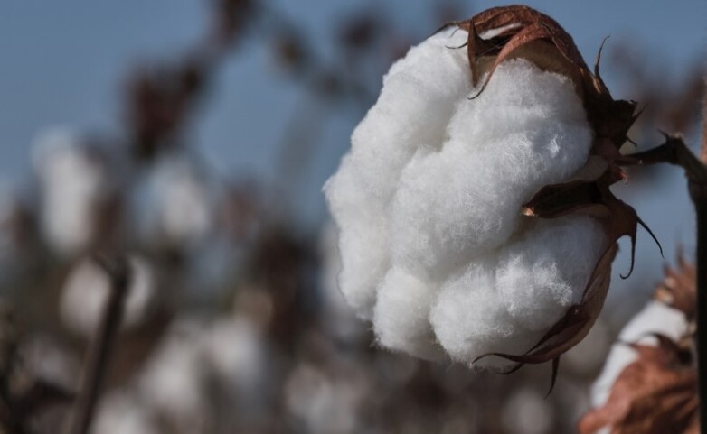 Close-up of a cotton boll on the plant, open and exposing the fluffy, white cotton fibres inside.