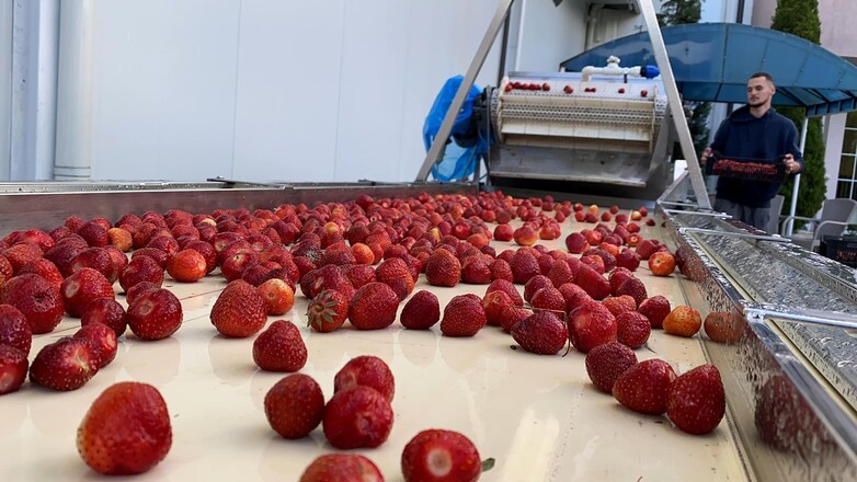 Strawberries on a production line. A person in a blue sweater is overseeing the process.